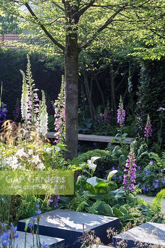 Shady courtyard planting with Foxgloves beneath Hornbeam trees - 'Hope on the Horizon'  - RHS Chelsea Flower Show 2014
