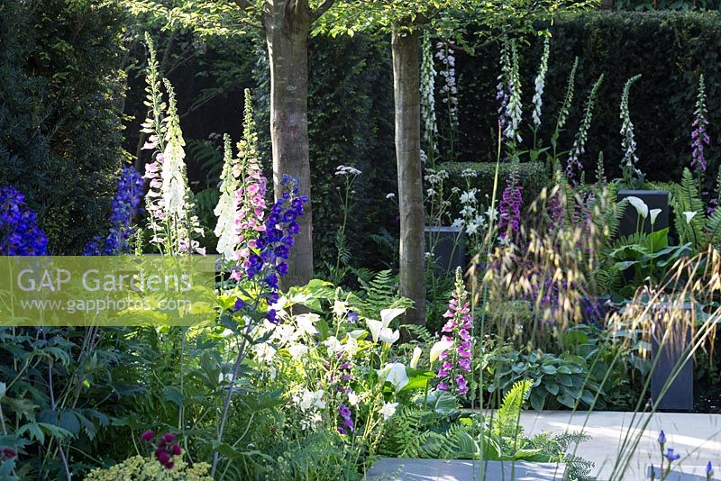 Shady courtyard planting with Foxgloves beneath Hornbeam trees - 'Hope on the Horizon' - Silver Gilt Medal - RHS Chelsea Flower Show 2014
