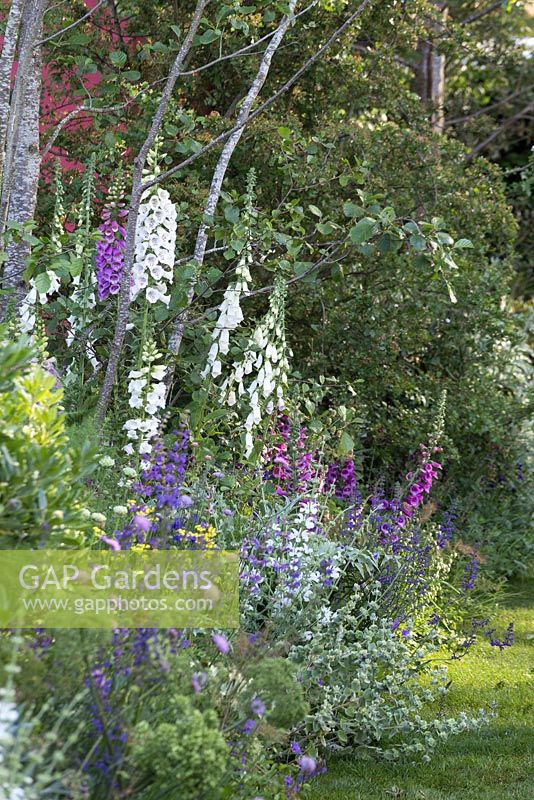 Informal border with pastel shades - The BrandAlley Garden, designer Paul Hervey-Brookes - RHS Chelsea Flower Show 2014.