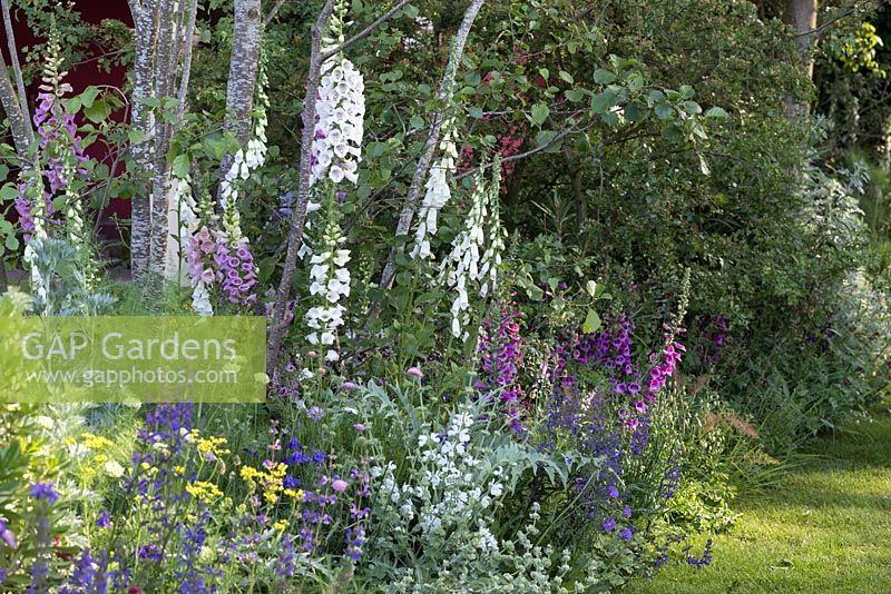 Informal border with pastel shades - The BrandAlley Garden, designer Paul Hervey-Brookes - RHS Chelsea Flower Show 2014.
