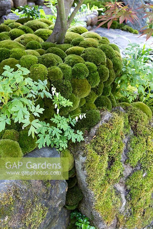Pebbles and Moss balls in a Japanese garden - Togenkyo - A Paradise on Earth - Designer Kazuyuki Ishihara - RHS Chelsea Flower Show 2014