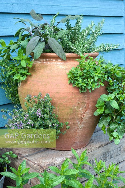 Herbs planteed in a terracotta strawberry planter - inc oregano; thyme; salvia; rosemary and mint
