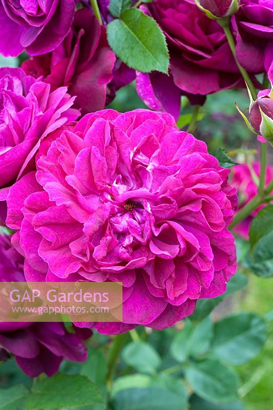 Rosa 'Darcy Bussell'