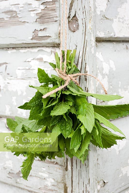 Mentha - mint tied in bunch hanging up to dry