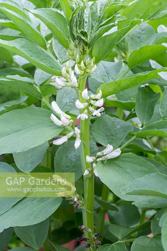 White flowered late Broad Bean, 'Greeny'