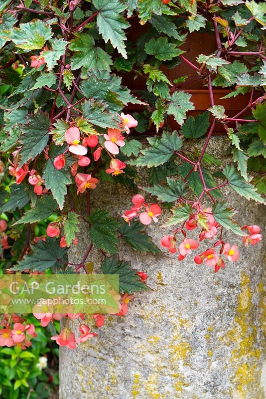 Container grown begonia, 'Dibley's Pink Showers', Norfolk, England, July.