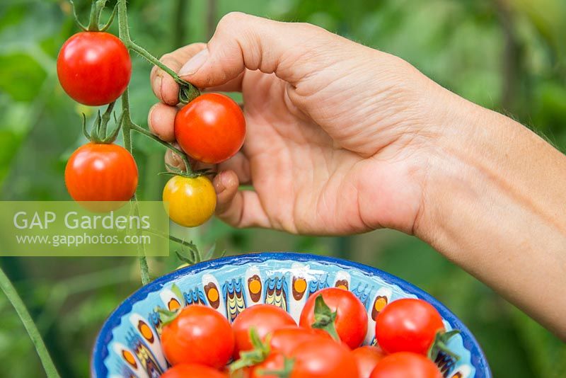Harvesting Tomato 'Red Cherry'. 