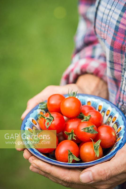 Woman holding a bowl of harvested Tomato 'Red Cherry'.