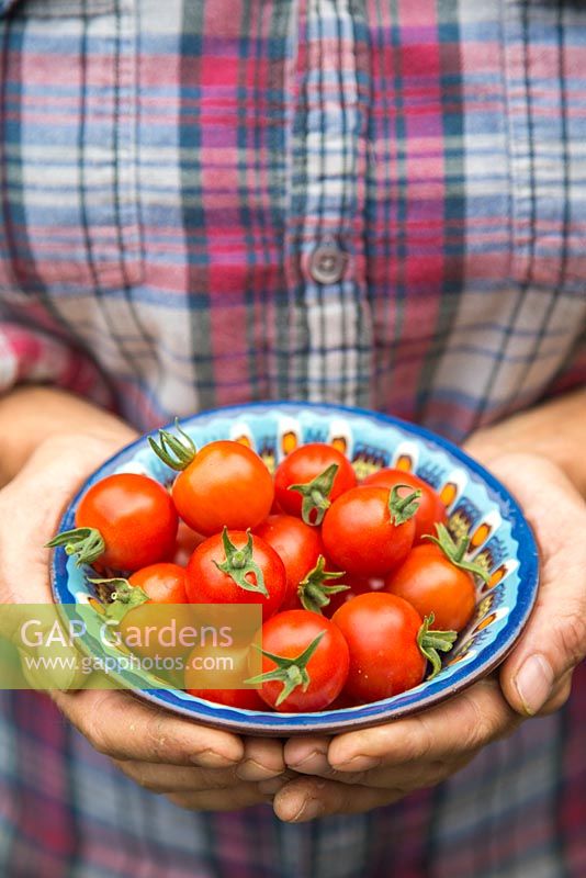 Holding a bowl of harvested Tomato 'Red Cherry'