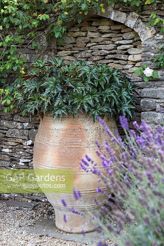 Heuchera foliage plant in large urn at Barbara Stockitts garden at West Kington, Wiltshire