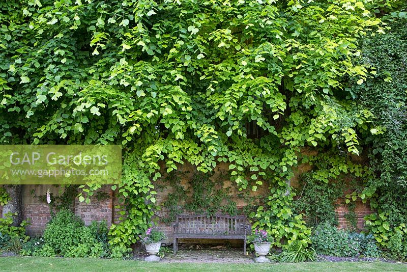 Shady place to sit beneath Lime tree at Jennifer Stratton's garden in Codford, Wiltshire