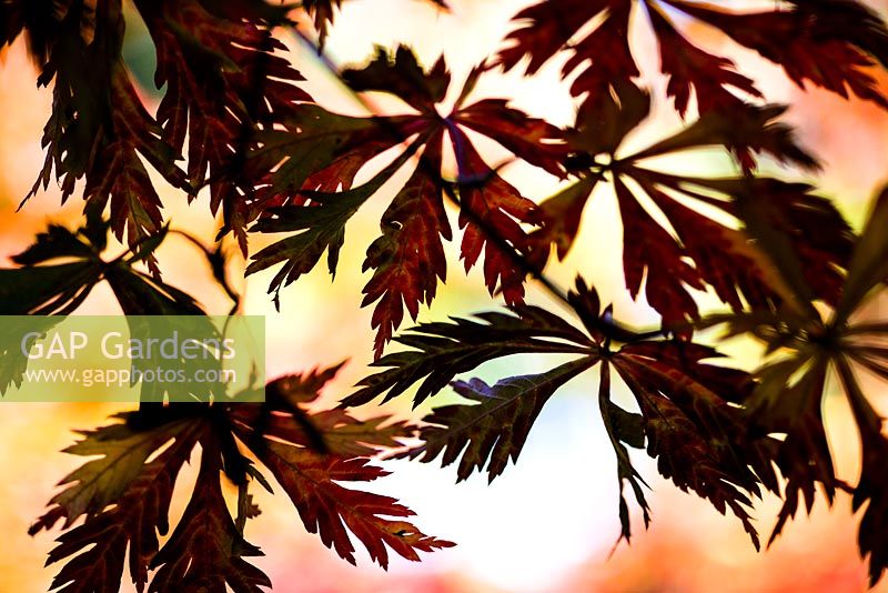 Acer japonicum 'Aconitifolium' silhouetted