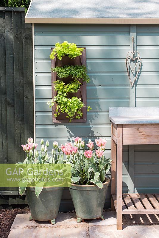 Tulipa 'China Town' with a wall planter containing herbs, mounted on the side of a shed