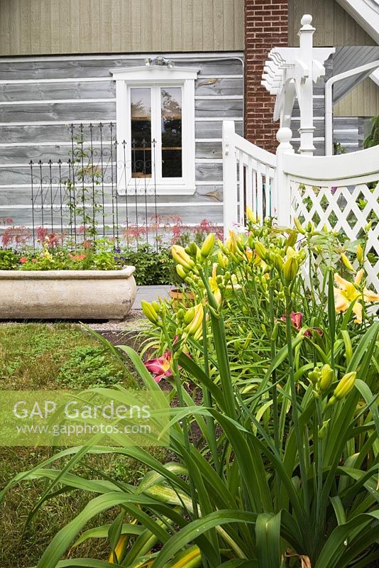 Partial view of a stacked log home with pink and yellow daylily (Hemerocallis) flowers and a white wooden fence with trellis frames - Il Etait Une Fois garden, Monteregie, Quebec, Canada. 