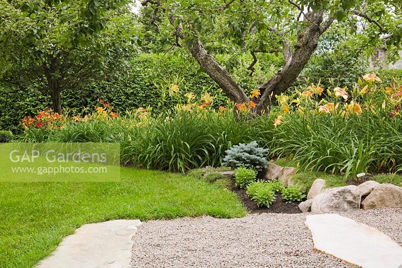 Orange, yellow and red daylily 'Hemerocallis' flowers underneath an apple 'Malus' tree in a garden border edged with fieldstones next to a gravel footpath - Il Etait Une Fois, Monteregie, Quebec, Canada. 

