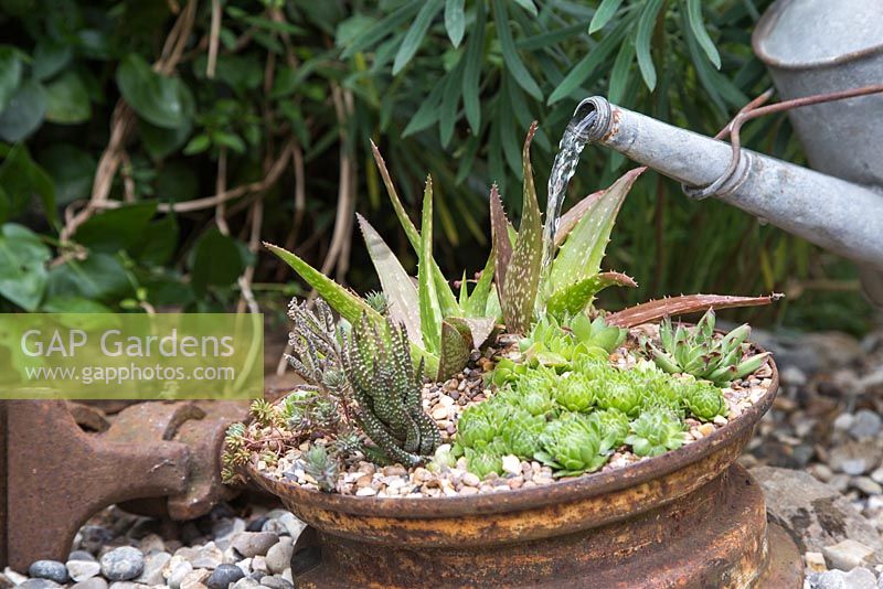 Watering succulents