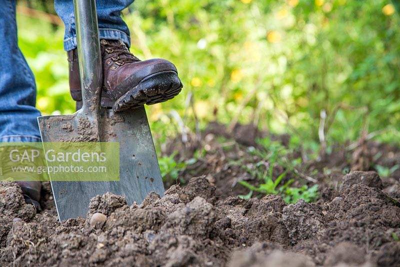 Preparing allotment patch with a spade