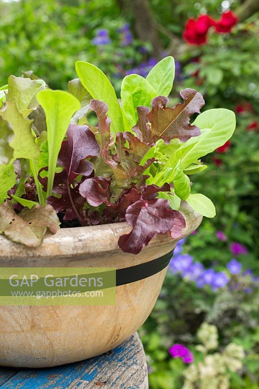 Lettuce 'Lollo Rosso' and 'Little Gem' in wooden bowl