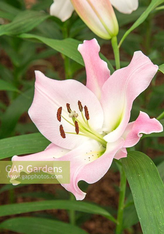 Lilium 'Prescott' - Oriental Trumpet Hybrid Lily