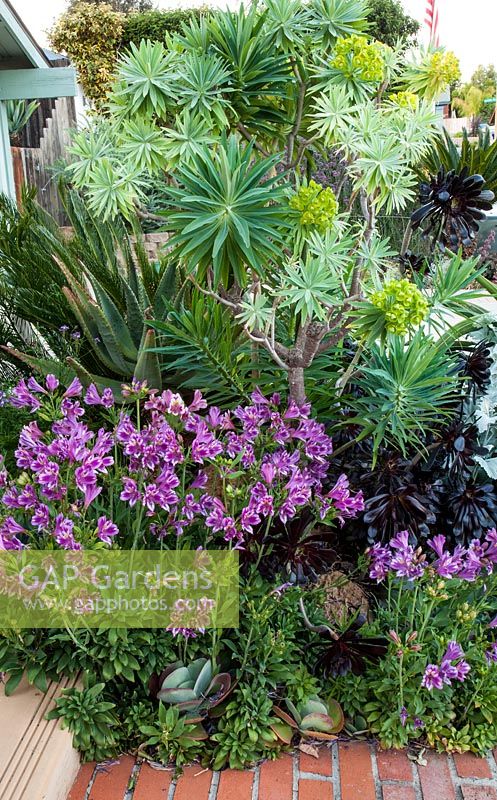 Alstroemeria 'Meyer Hybrid Purple', Euphorbia lambii, Aloe ferox, Aeonium arboreum 'Schwarzkopf', Kalanchoe thyrsiflora