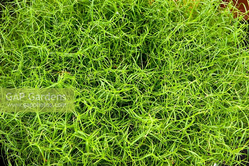 Carex muskingumensis 'little midge'