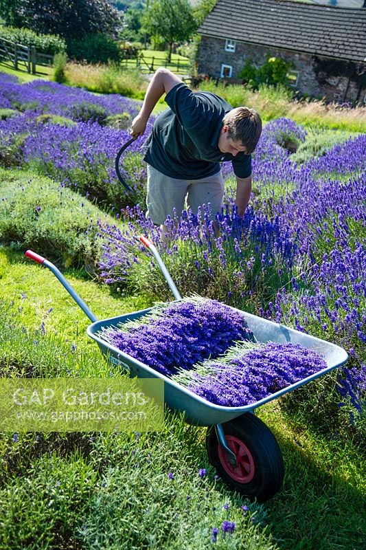 Cutting lavender using a traditional small sickle, Welsh Lavender Farm.