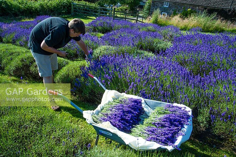Cutting lavender using a traditional small sickle, Welsh Lavender Farm.