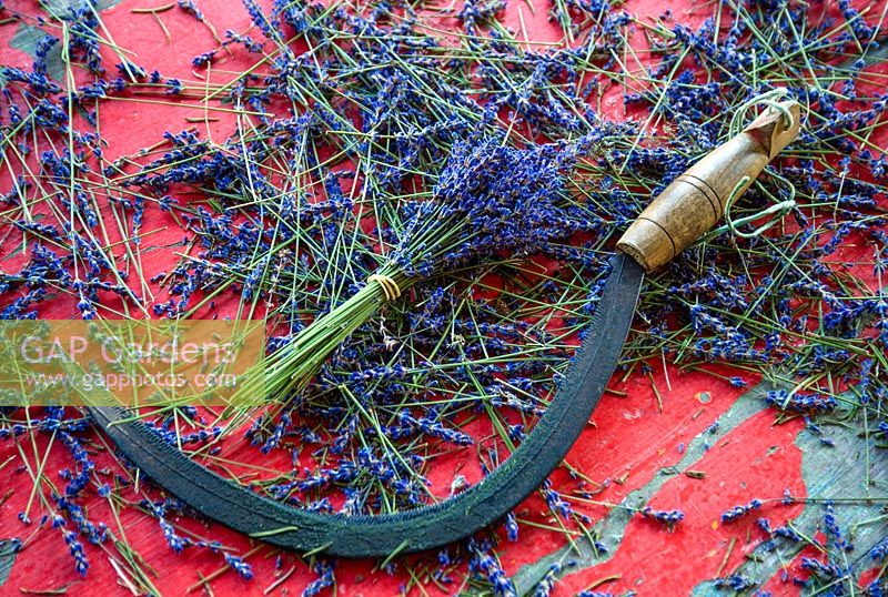 A bundle of lavender on wooden table with traditional small sickle.