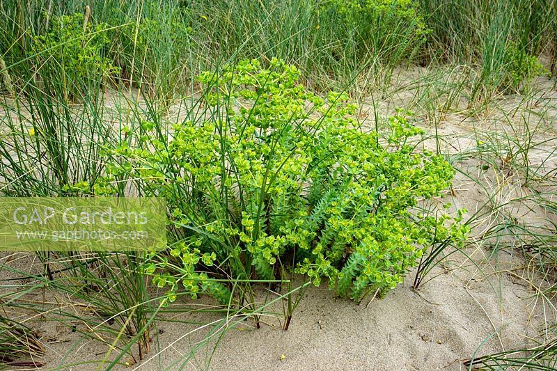 Euphorbia paralias - Sea Spurge amongst Ammophila arenaria - Marram Grass in sand dune.