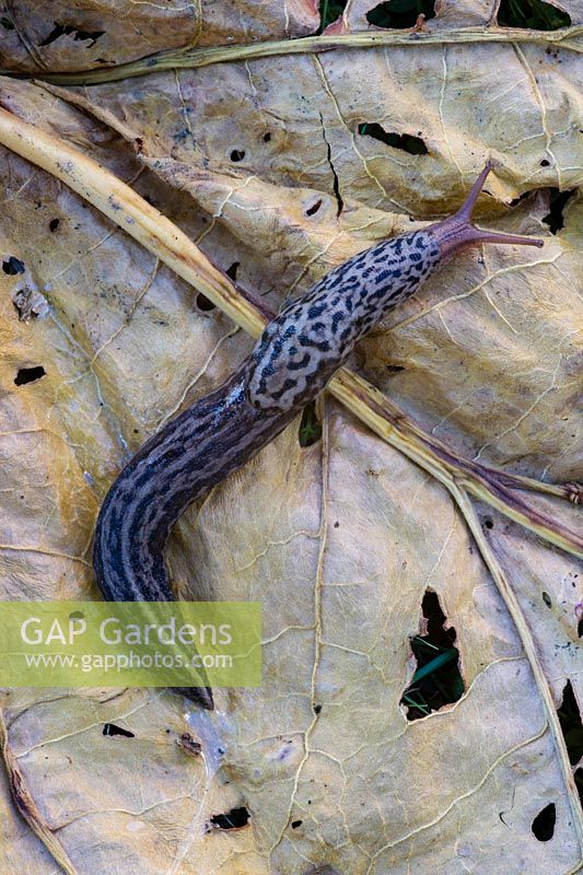 Leopard slug- Limax maximus
