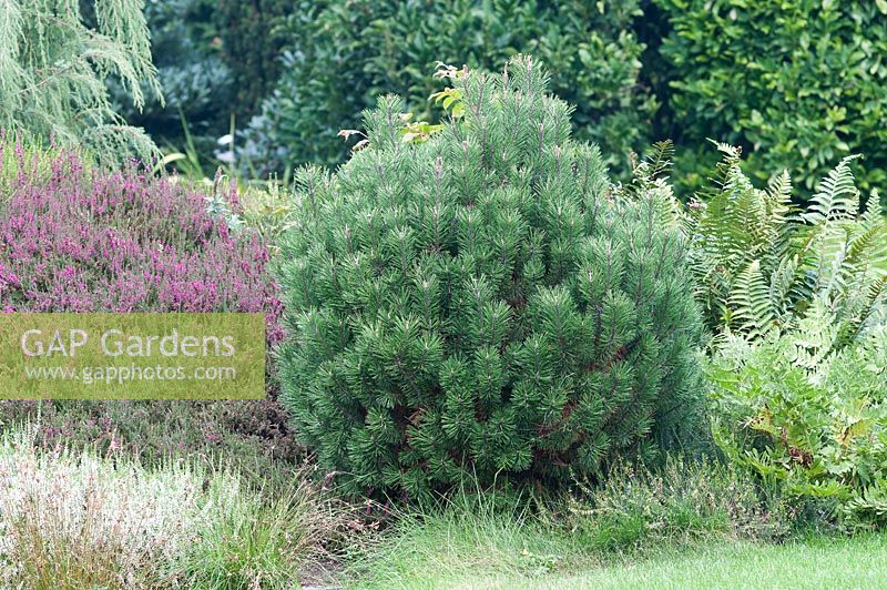 Pinus densiflora 'Verkade'