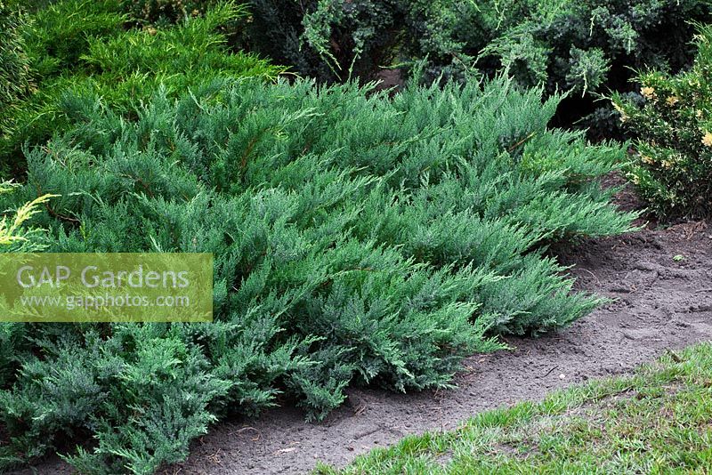 Juniperus sabina 'Arcadia'