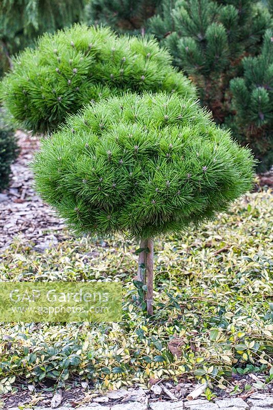 Pinus nigra 'Bregeon'