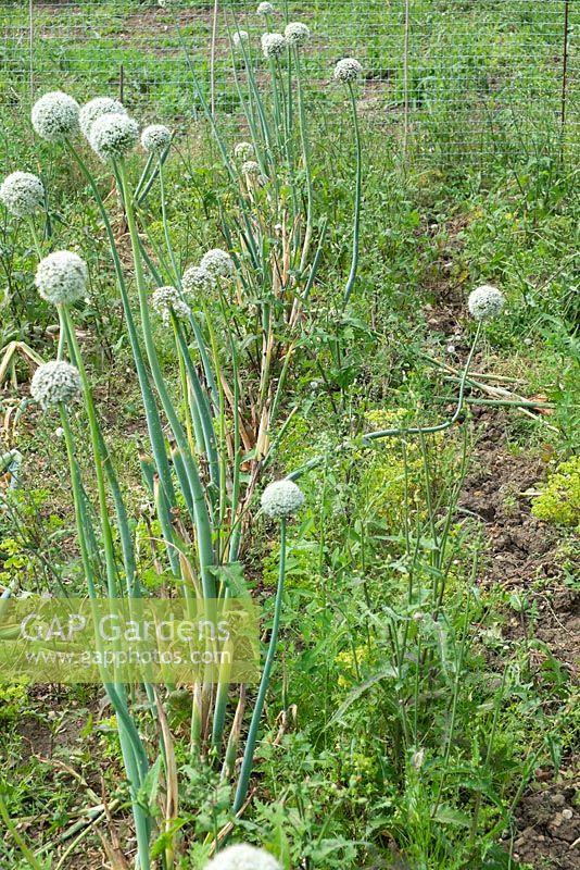 Overgrown allotment plot with Leek plants going to seed.