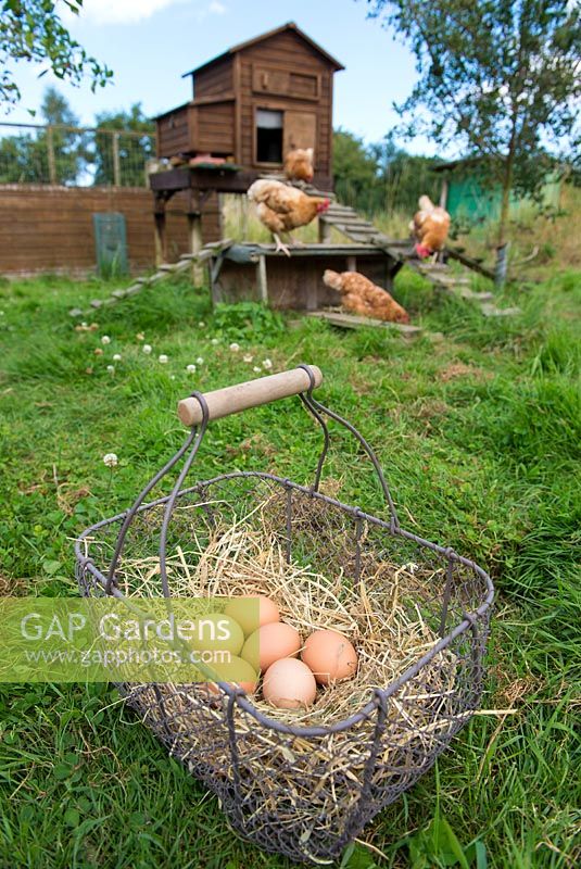Home produced free range hens eggs