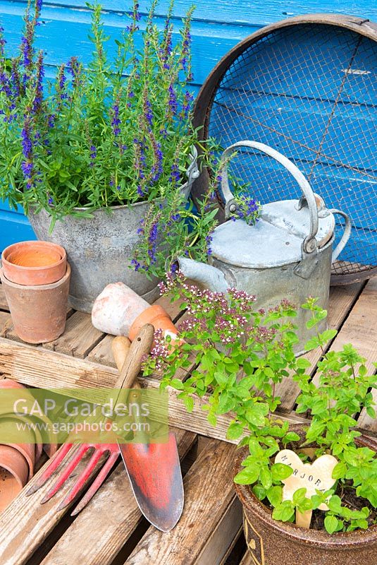 Garden corner with containers of Hyssop and Majoram, with antique watering cans and traditonal gardening items.