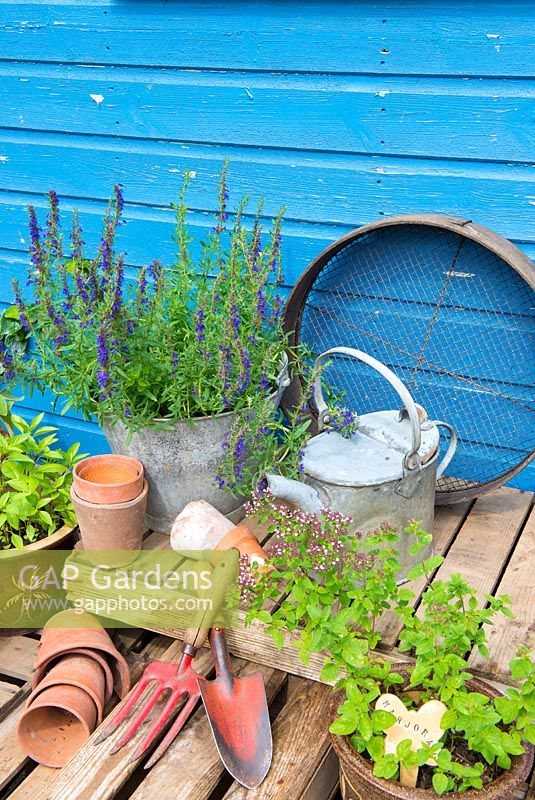 Garden corner with containers of Hyssop and Majoram, with antique watering cans and traditonal gardening items.
