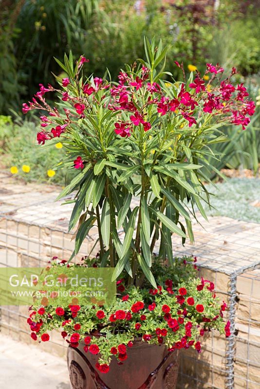 Plants include Nerium oleander and Calibrachoa 'Double Dark Red' Mini Famous series