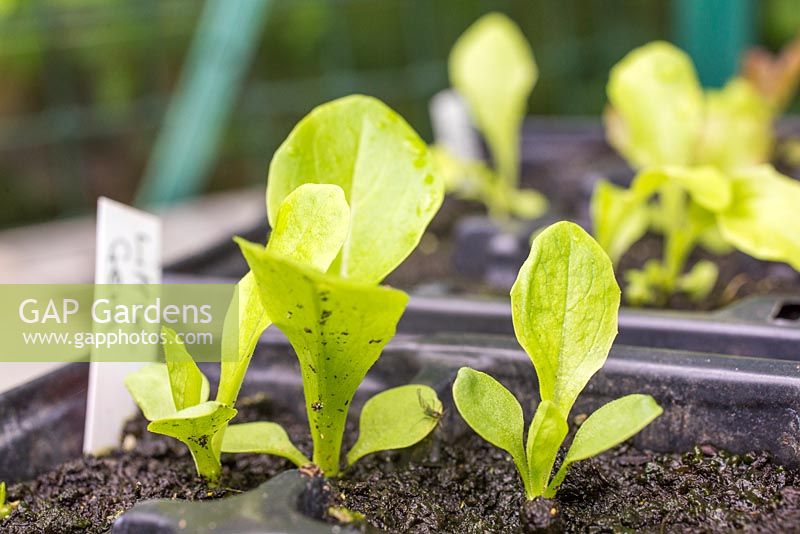 Growth development of Lettuce 'Little Gem'. 
