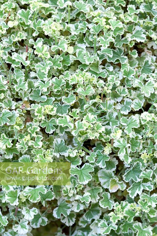 Pelargonium crispum variagatum - grown for variagated scented foliage 
