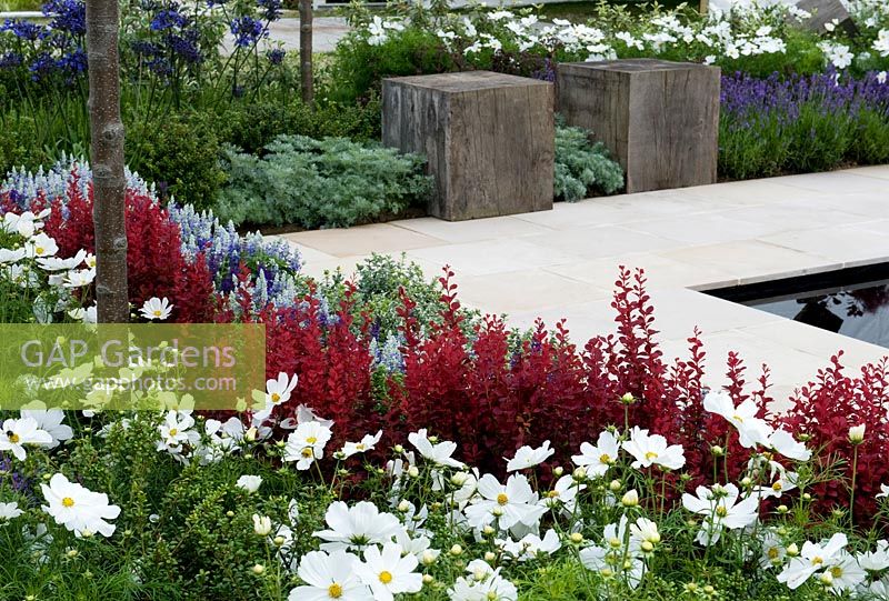 One Hundred years from Now, square light stone paving surrounded by borders with narrow bands of colourful planting including berberis Golden Rocket, Cosmos, Artemisia Powis Castle, Salvia Mainacht, Ilex crenata. Designer: Alex Lindsay Sponsor: Coolings Garden Centre Bronze award 