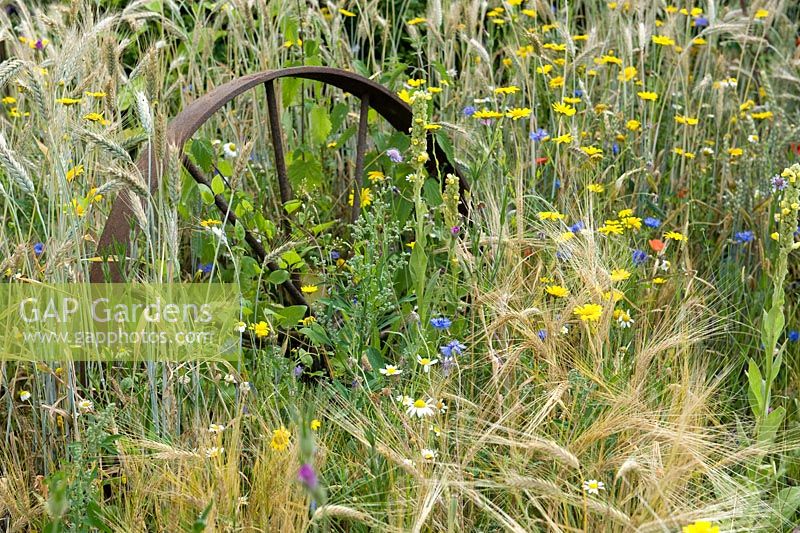 The Flintknappers garden - A story of Thetford. Old iron wheel set in agricultural planting with barley and daisies. Designer: Luke Heydon Sponsor: Thetford business community Silver-gilt award  