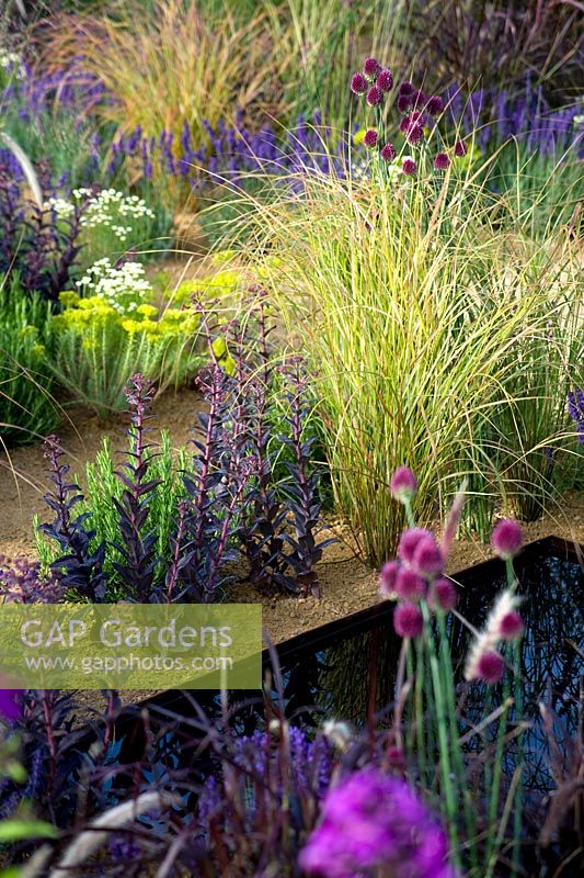 The One Show Garden - Allium sphaerocephalon and carex. Matrix of wispy perennials growing from aggregate gravel floor and black pools representing steam rising from Roman spa at Bath. 