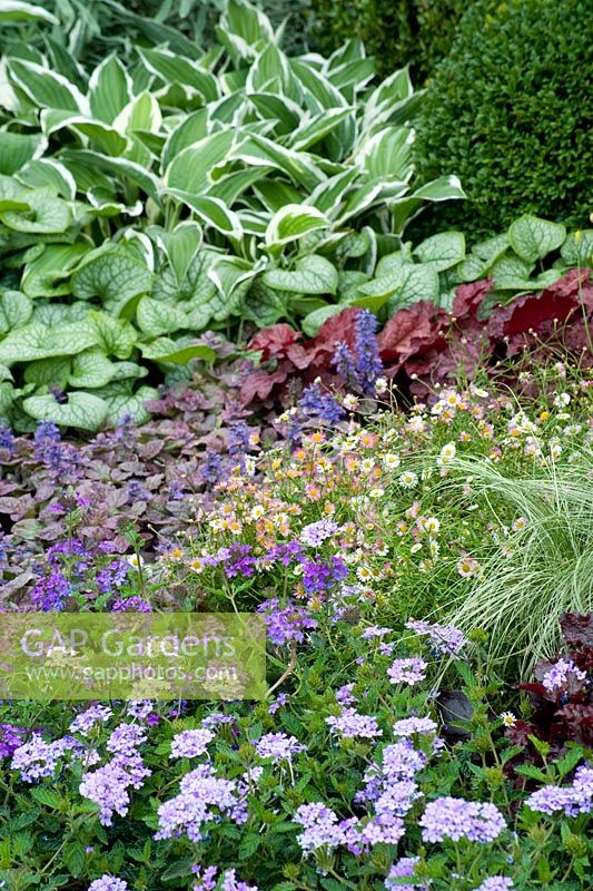 Low height planting combination for shade with brunnera, variegated hosta, heuchera, erigeron, carex frosted curls, verbena and box balls. Foliage shapes and textures with few flower highlights. A Hampton Garden 
