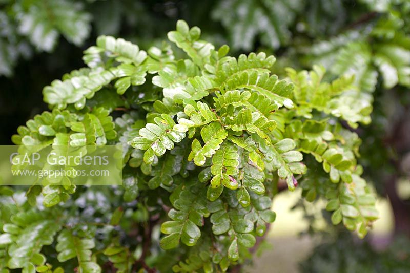 Caesalpinia echinata leaves (aka Brazilwood, Pau-Brasil, Pau de Pernambuco, Pernambuco tree, Nicaragua wood and Ibirapitanga)