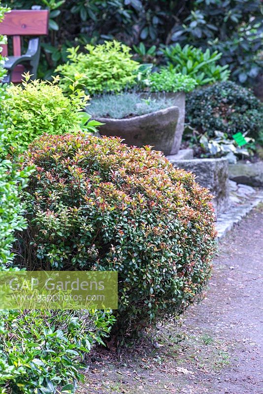 Pieris japonica 'Little Heath Green' covered by spring orange leaves