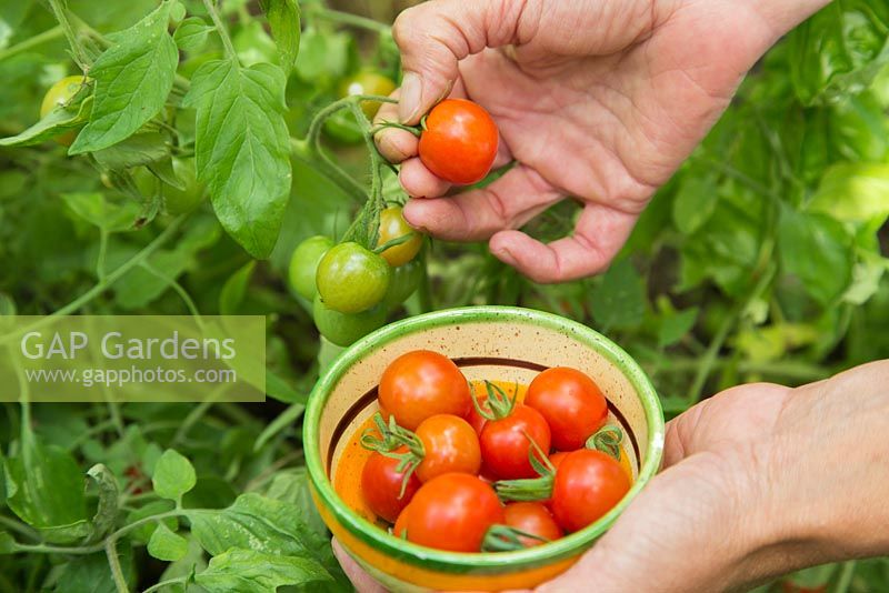 Harvesting Tomato 'Maskotka'