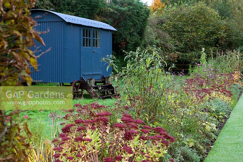 Blue shepherds hut with autumn border and sedum