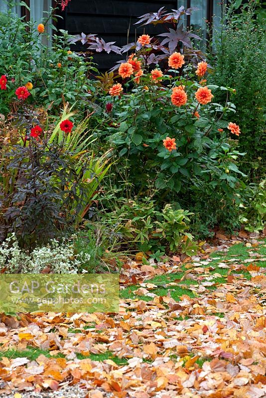 Autumnal border with dahlias, fallen leaves and castor oil plant