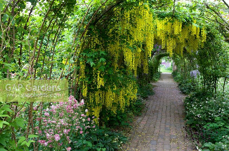 Tunnel with laburnum, wisteria and paved path to borders of aquilegia
